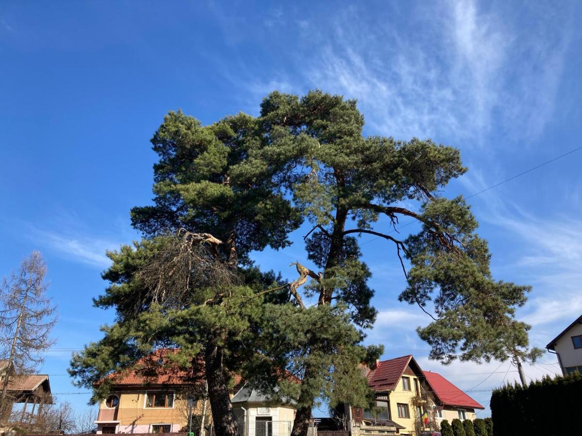 The Pines Boutique Villa Брашов Екстер'єр фото