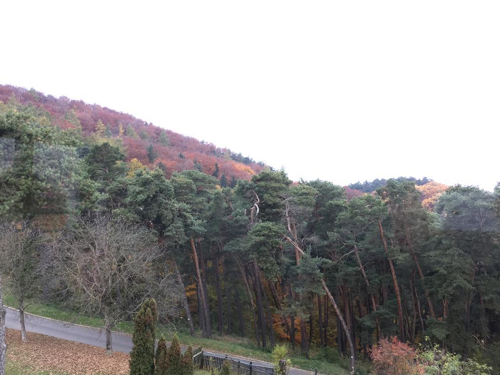 The Pines Boutique Villa Брашов Екстер'єр фото